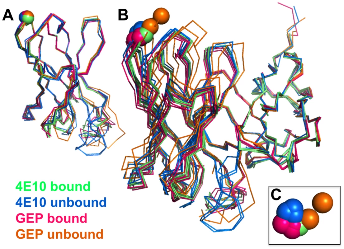 Interdomain movements within Fv cassettes are limited.