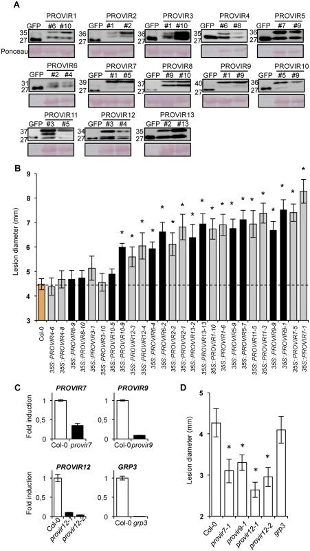 PROVIR1-to-13 overexpression confers enhanced disease susceptibility to <i>P</i>. <i>cucumerina</i> infection.