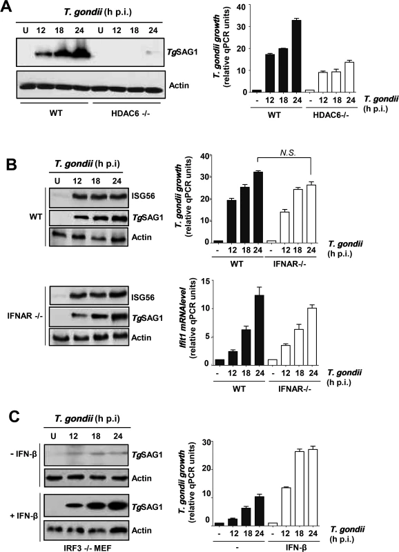Requirement of IRF3-induced host genes for <i>T</i>. <i>gondii</i> replication.