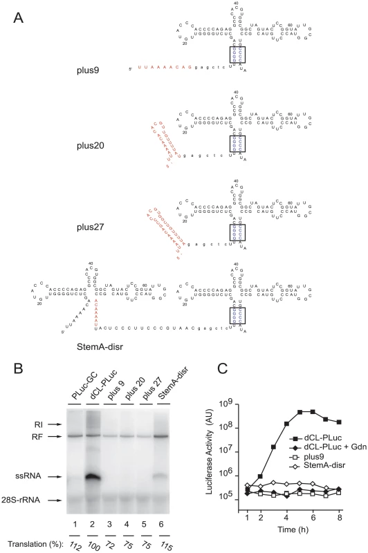 Efficient replication requires a full-length cloverleaf structure at the most 5′-end of the virus genome.