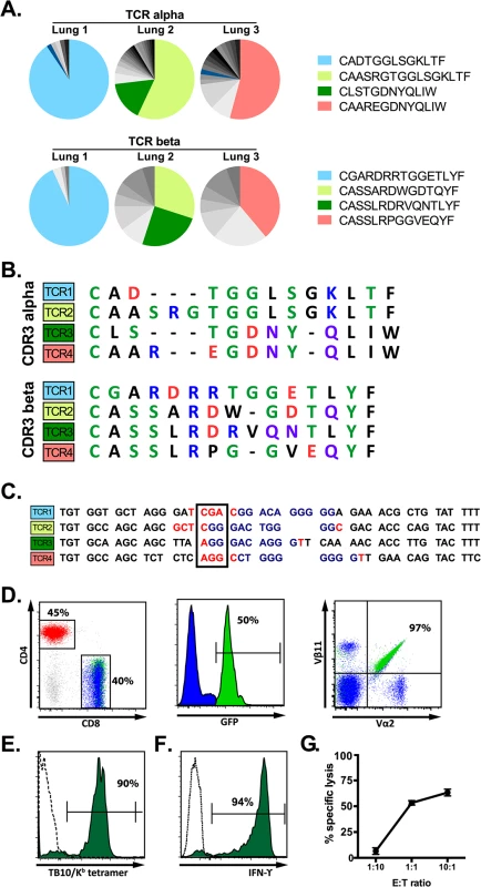 A retrogenic mouse model for TB10-specific CD8+ T cells.