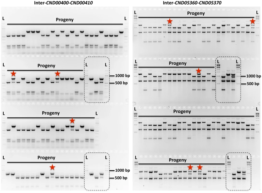 Genetic markers and genotyping of the meiotic progeny.