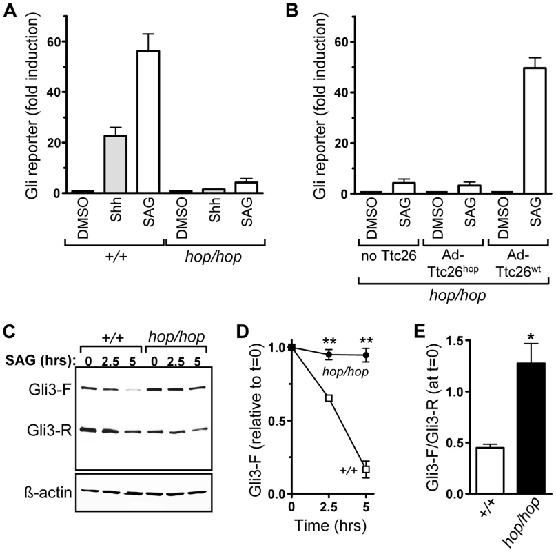The <i>Ttc26</i> mutation in the hop mouse impairs Shh signaling.