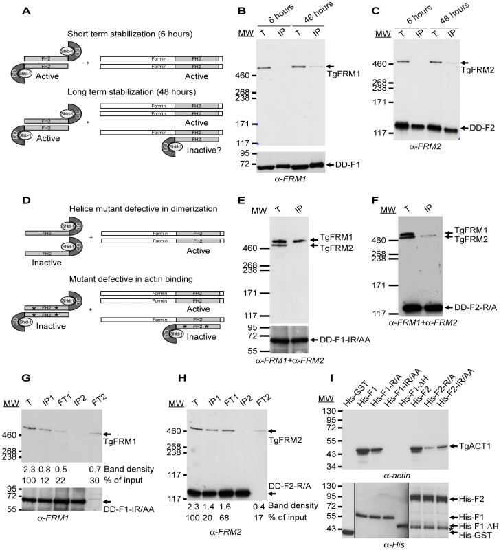 Expression of FH2 domains and their interaction with both endogenous formins and TgACT1 proteins.