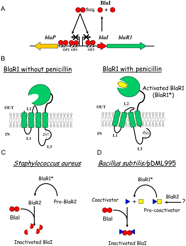 Beta-lactamase induction in <i>B. licheniformis</i> 749/I and <i>S. aureus</i>.