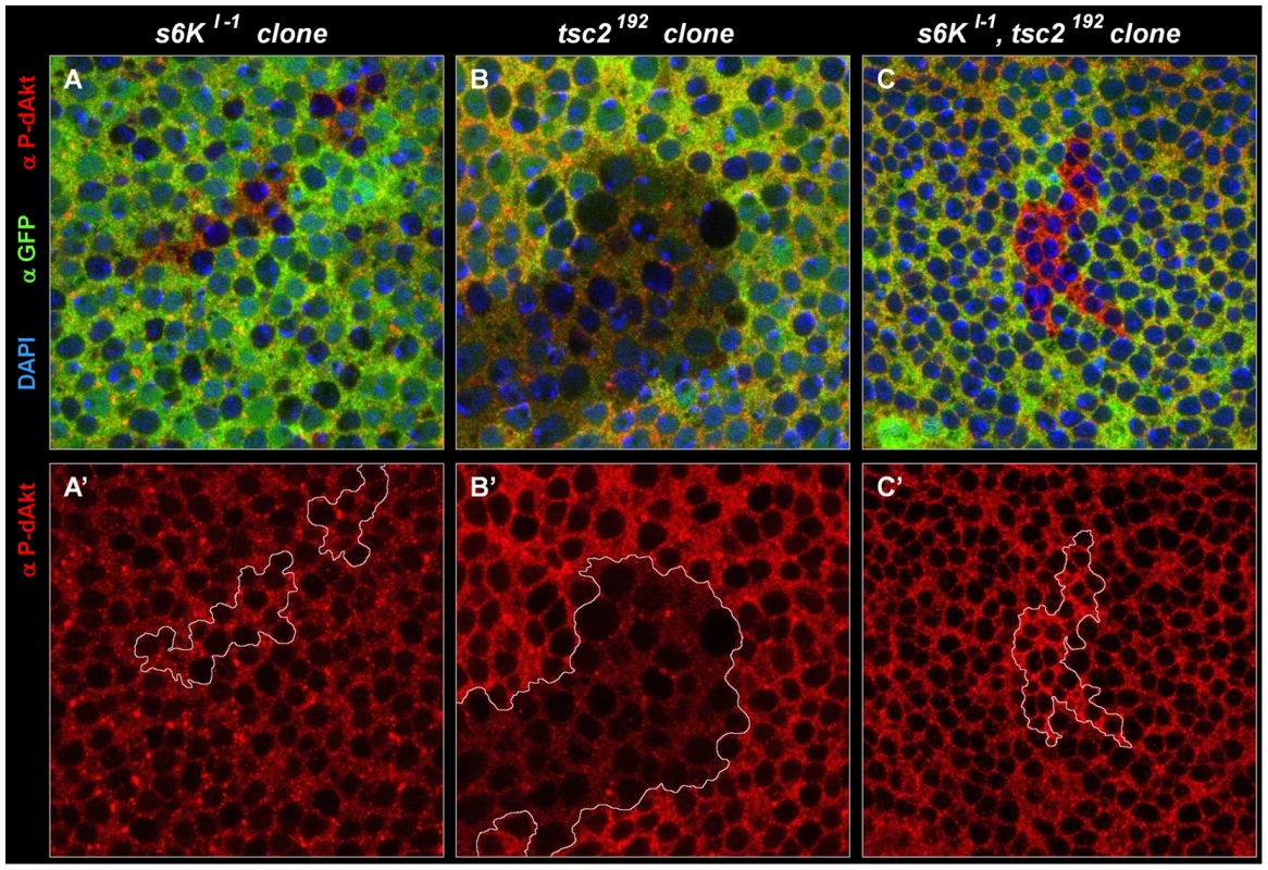 Negative feedback to Akt is S6K–independent in a wild-type background, and S6K–dependent in a <i>tsc2</i> mutant background.