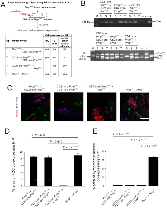 FDC-restricted PrP<sup>c</sup> expression in the spleens of <i>Prnp</i><sup>stop/-</sup>→CD21-Cre <i>Prnp</i><sup>stop/-</sup> mice.