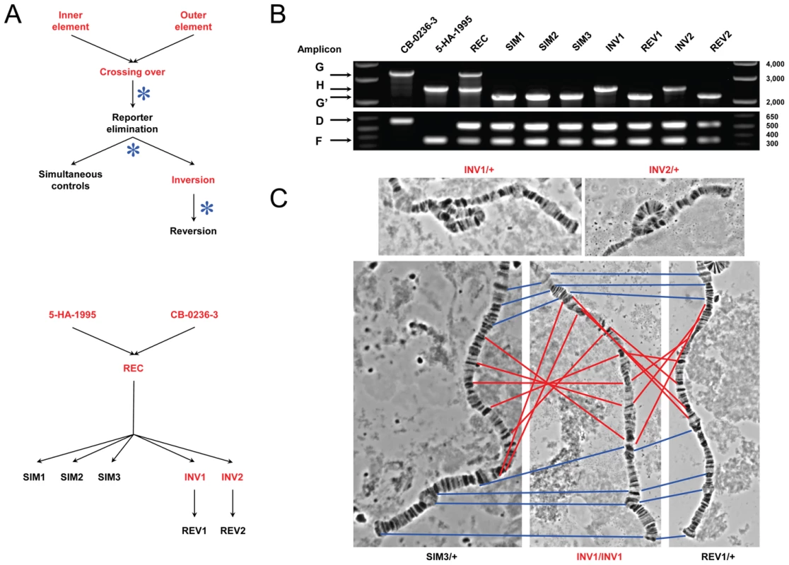 Disruption of the ultraconserved region <i>CG15121</i>–<i>CG16894</i>.