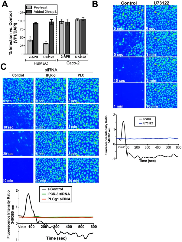 PLCγ and IP<sub>3</sub>R-3 are involved in CVB-induced depletion of Ca<sub>i</sub><sup>2+</sup> stores.