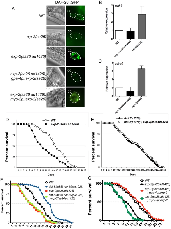 Insulin signaling is impaired in <i>exp-2</i> mutants.