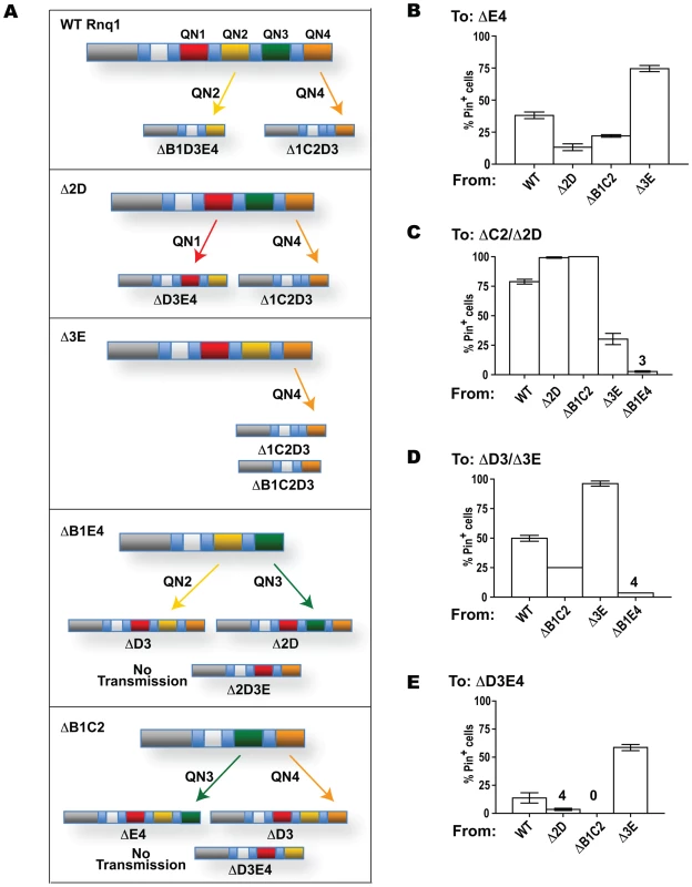Transmission of the prion state between Rnq1 fragments.