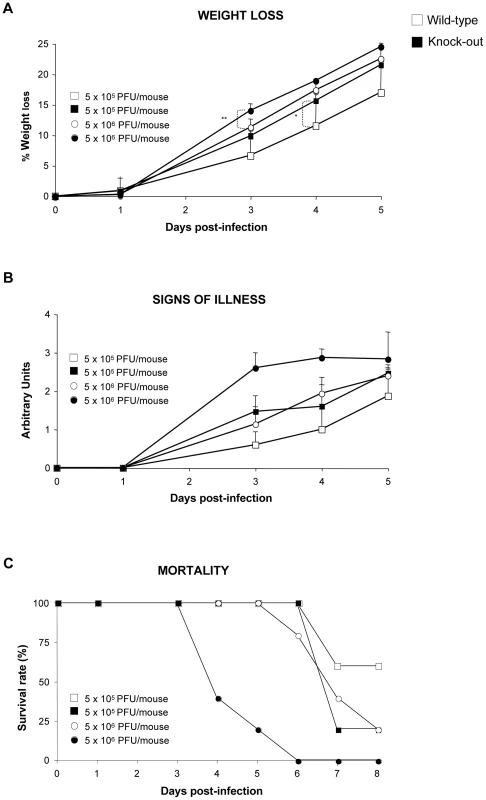 DUSP1 KO mice are more susceptible to WR infection than WT mice.
