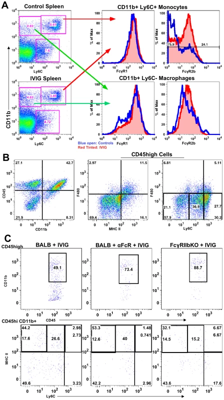 FcγRIIb limits CNS infiltration.