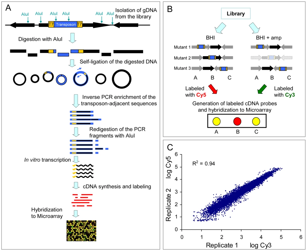 Schematic diagram and reproducibility of M-TraM.