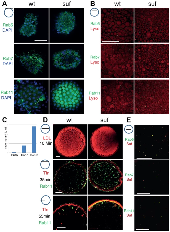 Comparison of endosomal compartments in wild-type and <i>suf</i>/<i>spastizin</i> mutant oocytes.
