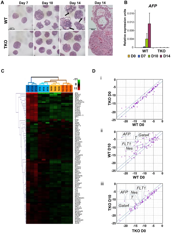 H1c/H1d/H1e triple knockout ESCs are impaired in EB differentiation.