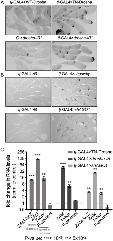 Follicle cell-specific defects in the miRNA pathway lead to <i>ZAM-</i>lacZ reporter and somatic TE de-repression.