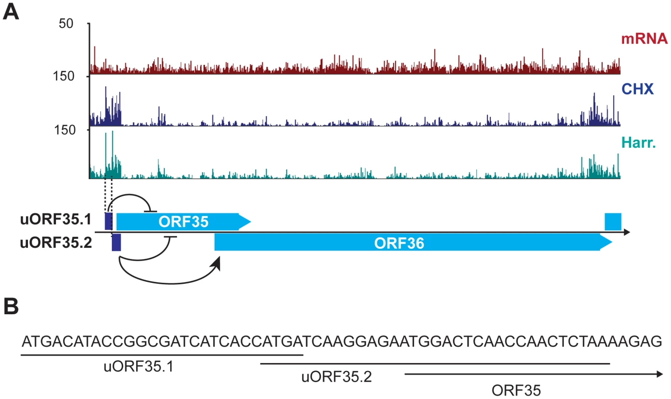 KSHV encodes functional uORFs.