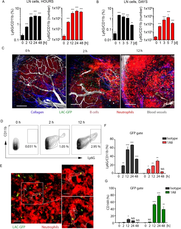 Local LAC-GFP infection recruits neutrophils to the iLN.
