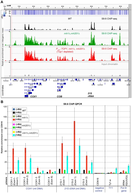 RNase H1 suppresses accumulation of R-loops at mitochondrial DNA.