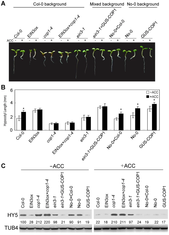 COP1 acts downstream of EIN3 to modulate ethylene-promoted hypocotyl growth.