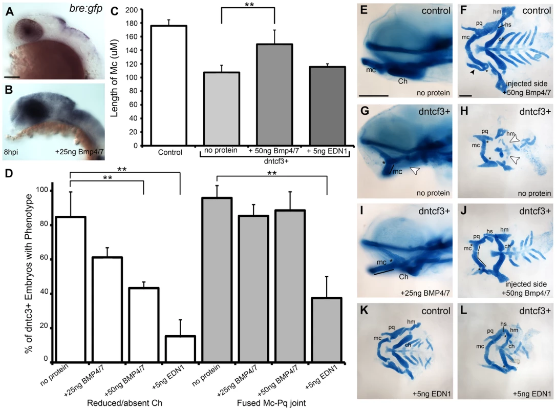 BMP protein rescues craniofacial phenotypes in dntcf+ embryos.