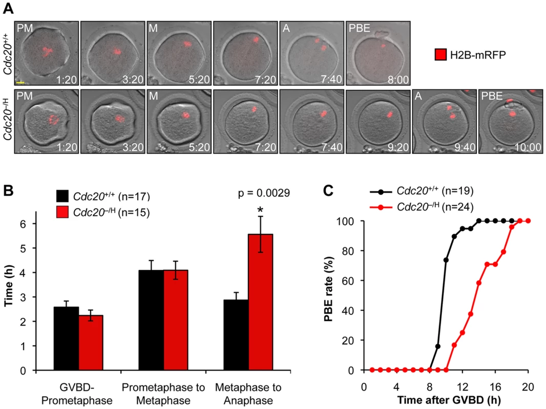 Metaphase I is retarded in <i>Cdc20</i><sup>−/H</sup> oocytes.