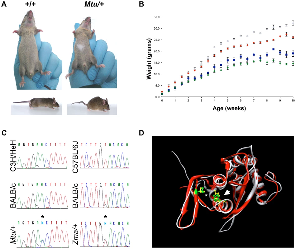 Heterozygous mutation of <i>Rps7</i> results in visible white spotting, small body size, and tail kinking.