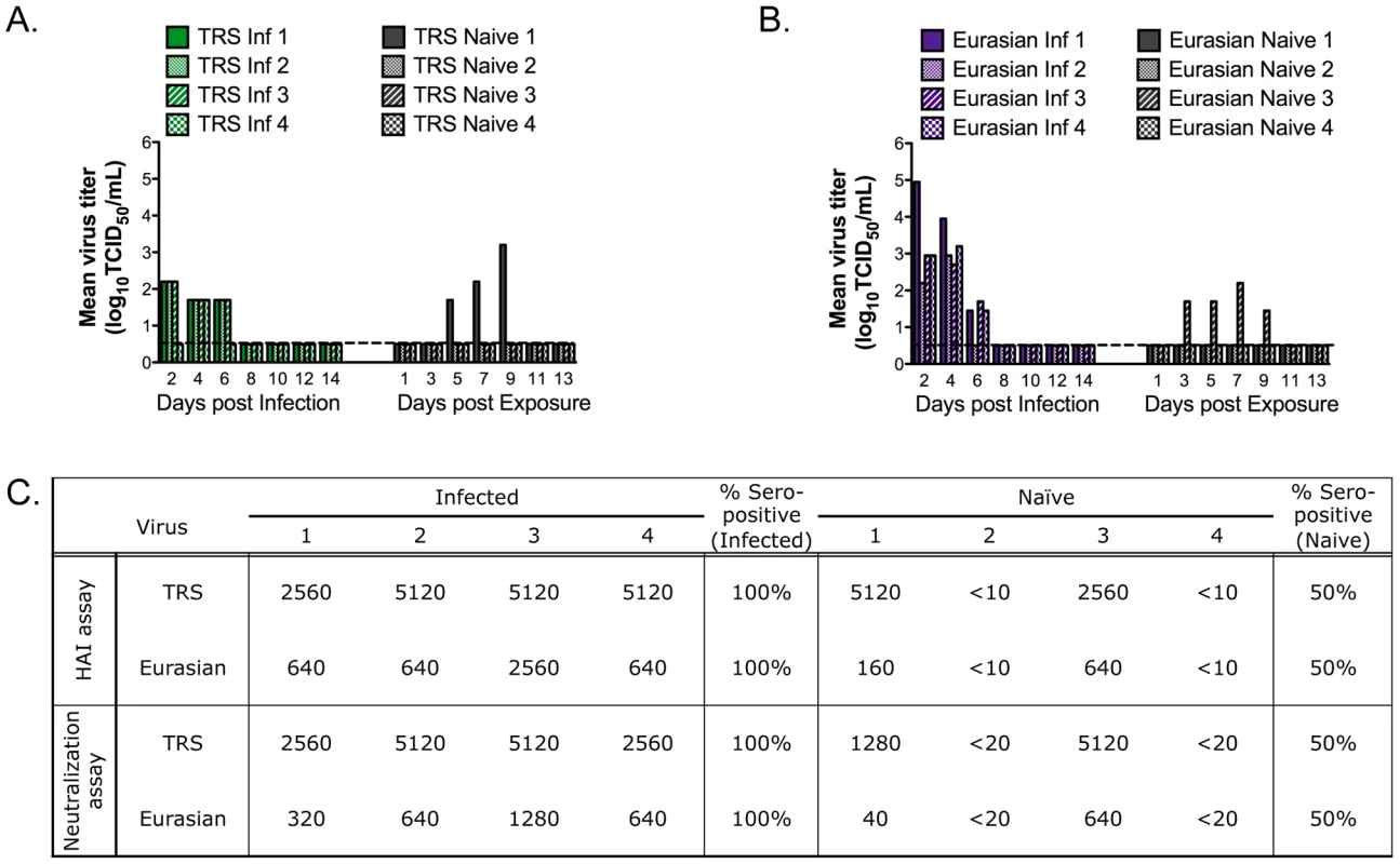 Pandemic precursor viruses transmit to 50% of exposed ferrets by RD.