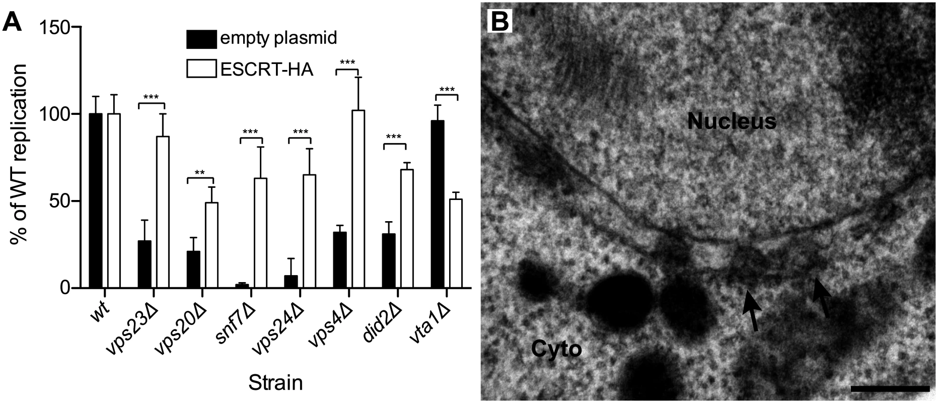 BMV RNA replication is restored in ESCRT deletion strains by supplementing HA-tagged ESCRT proteins expressed from their endogenous promoters.