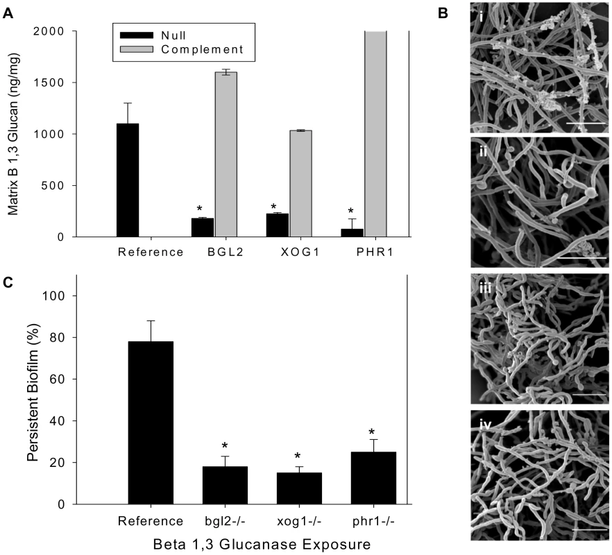 Analysis of biofilm matrix.