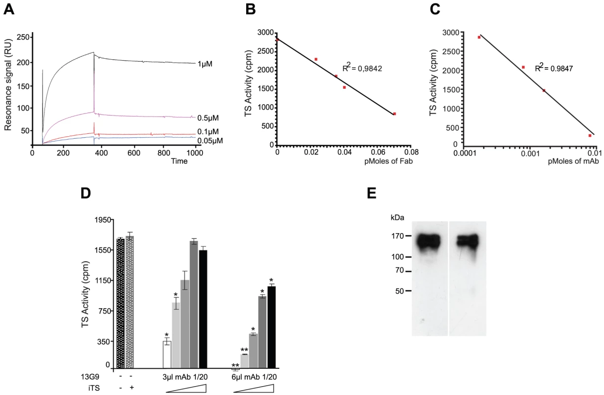 Biochemical characterization of the TS-13G9 mAb interaction.