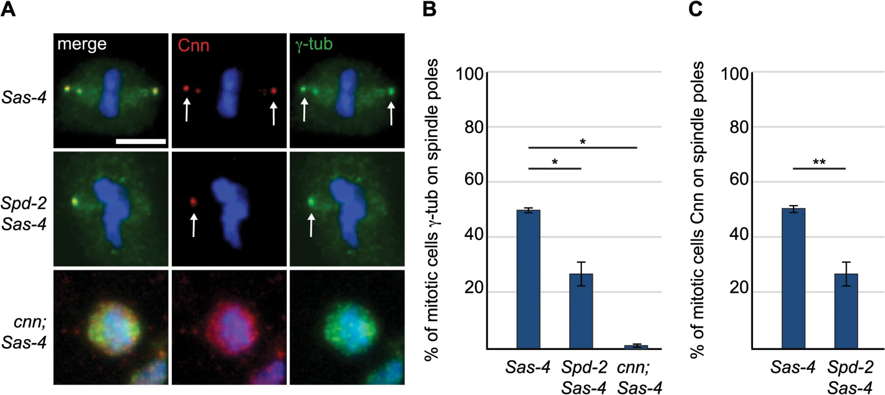 The PCM scaffolding proteins Spd-2 and Cnn are required for efficient aMTOC formation.