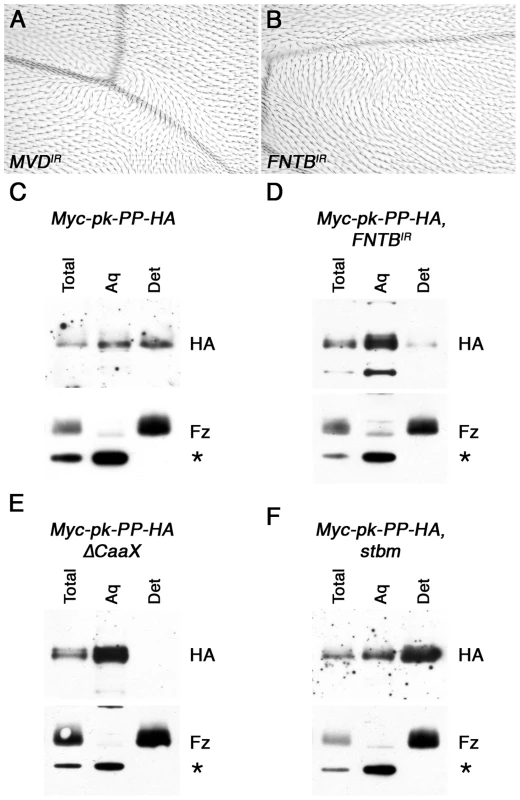 <i>In vivo</i> farnesylation of Pk.