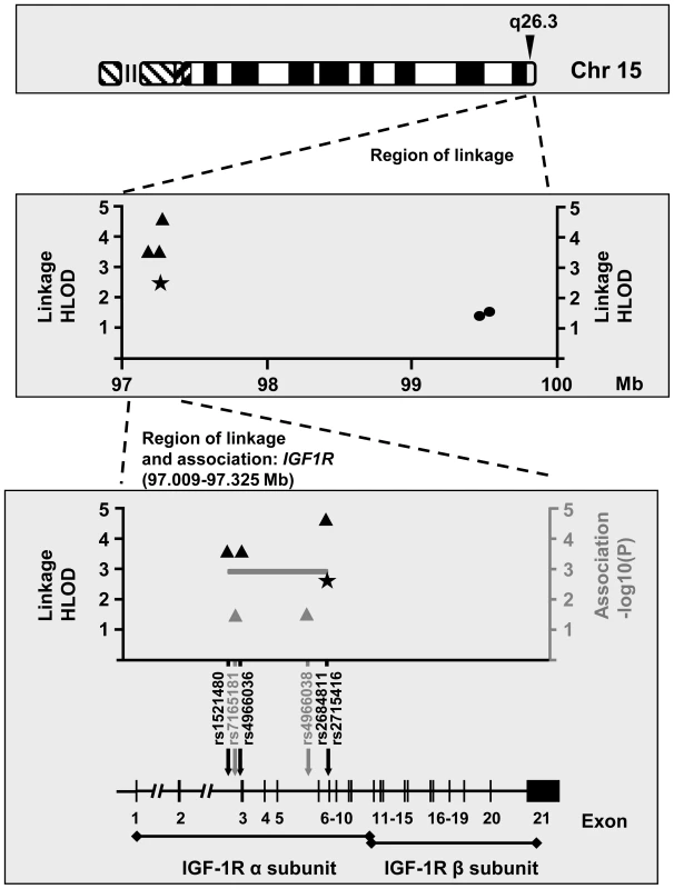 Illustration of SNPs yielding the most significant linkage and association signals on chromosome 15q26.3.