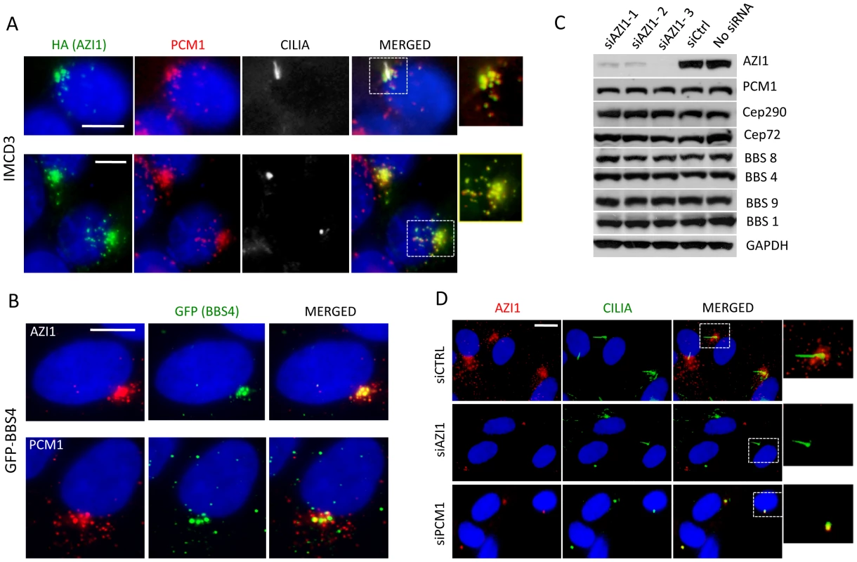 AZI1 co-localizes with BBS4 to the centriolar satellite.