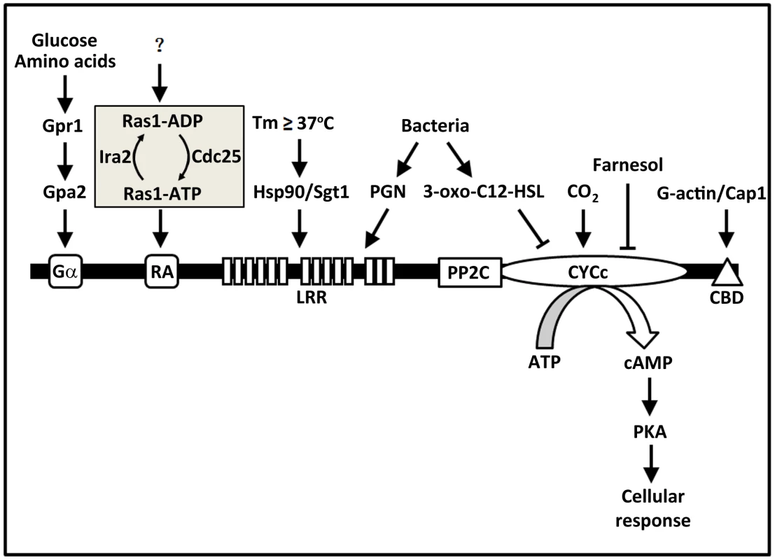 Fungal adenylyl cyclases contain multiple domains acting as sensors for a diverse range of signals.