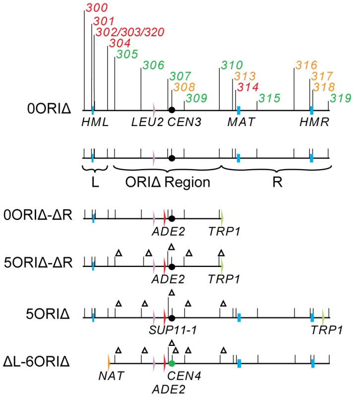 Chromosome III derivatives.