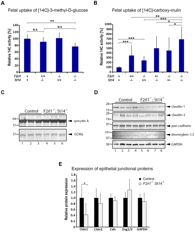 Loss of matriptase and PAR-2 function impairs formation of the feto-maternal barrier.
