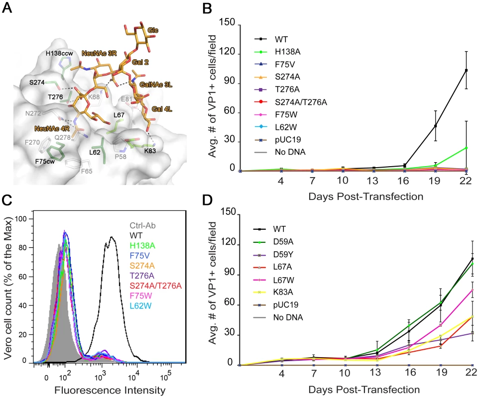 Mutation of residues that interact with the left and right branches of GD1b abolish or reduce growth.