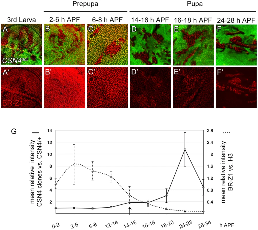 The CSN suppresses BR-Z1 expression after prepupa-to-pupa transition.