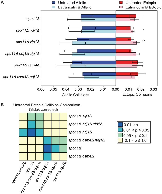 DSB–independent ectopic collision levels in mutants with defects in centromere coupling and bouquet formation.