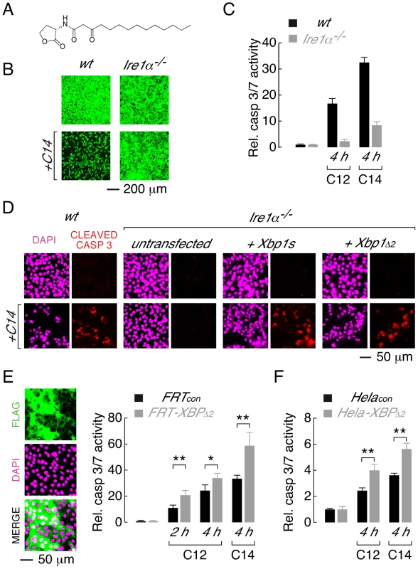 XBP1s mediates cellular responses to the C14 homoserine lactone and in different cell types.