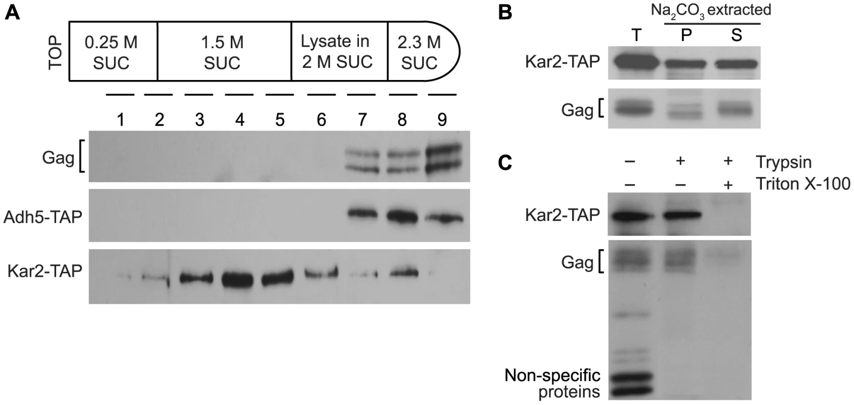 Ty1 Gag is present in the lumen fraction of ER microsomes.