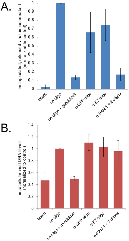 Knockdown of PAN RNA reduces production of encapsulated viral DNA without affecting levels of intracellular viral DNA.