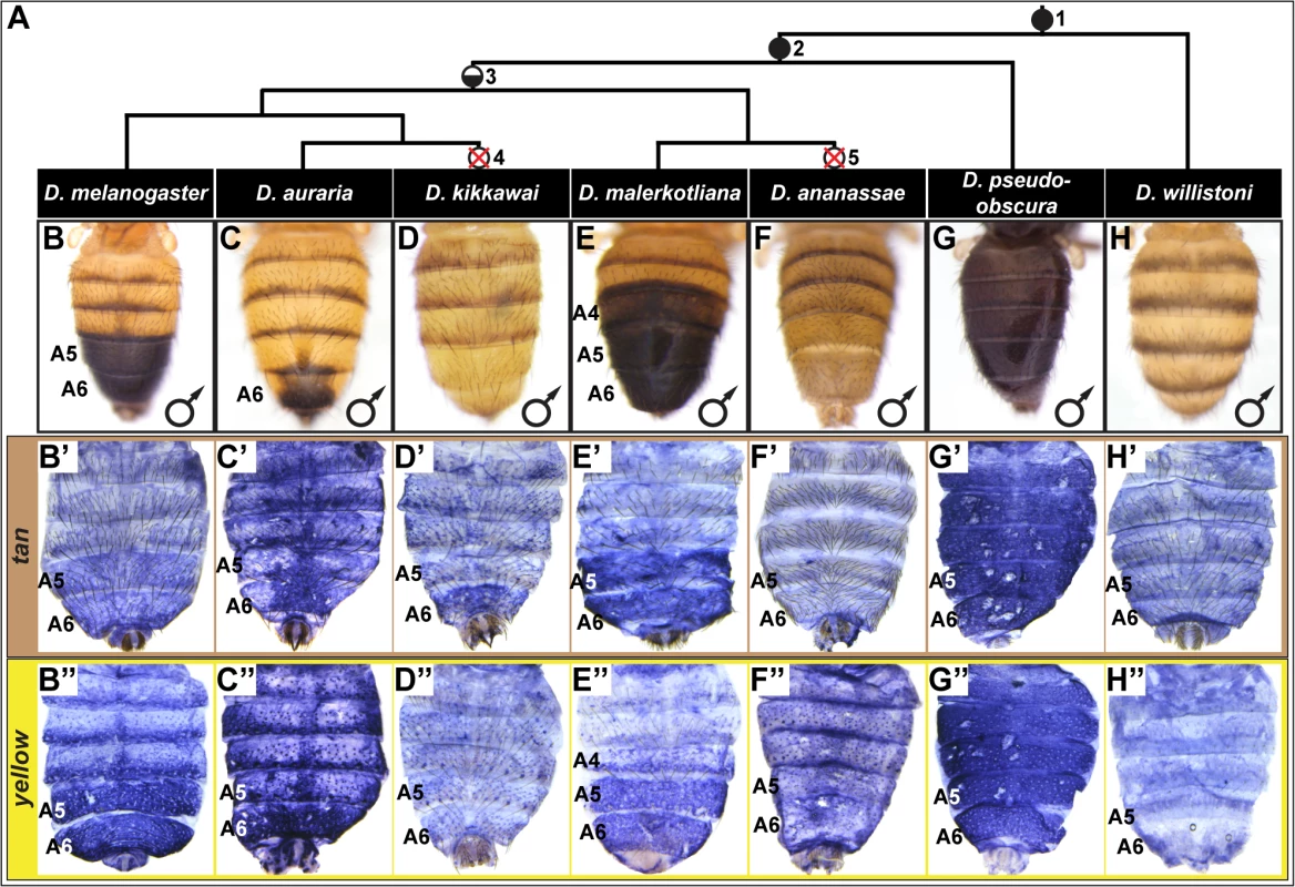 Correlation between pigmentation and the gene expression of <i>tan</i> and <i>yellow</i> in the <i>Sophophora</i> subgenus.
