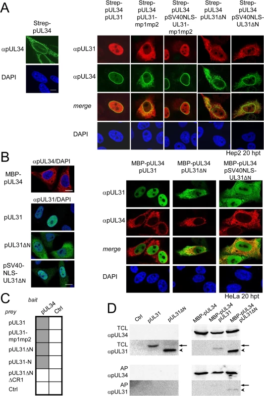 The N-terminal domain of pUL31 regulates interaction with pUL34.