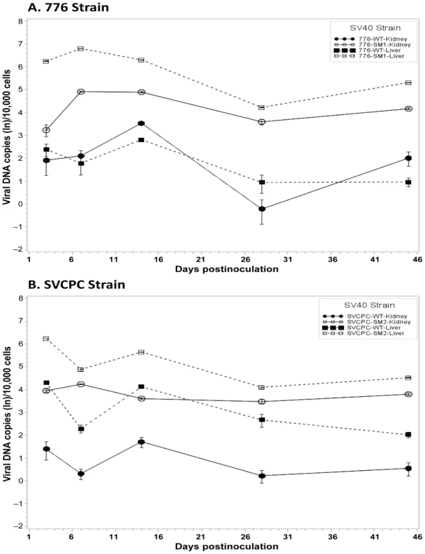 Effect of simian virus 40 microRNA on viral loads in hamster liver and kidney over time.