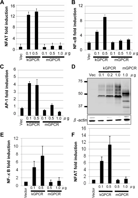 KSHV GPCR (kGPCR), but not murine gamma herpesvirus 68 GPCR (mGPCR), activates downstream signaling events.
