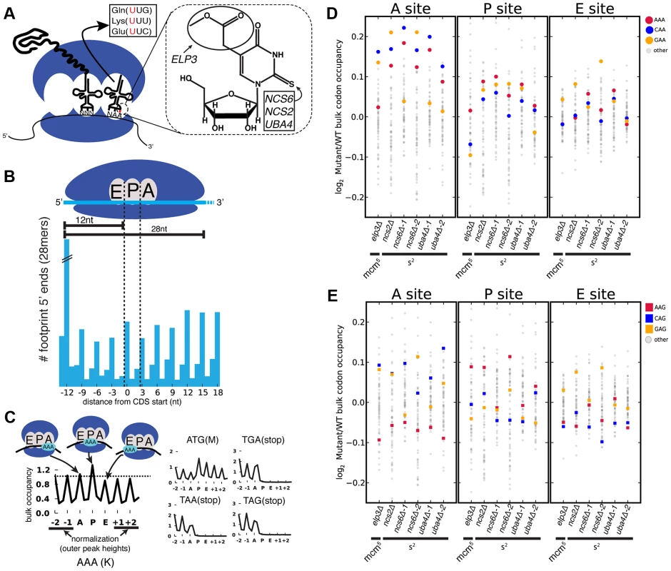Genetic ablation of mcm<sup>5</sup> or s<sup>2</sup> leads to ribosome accumulation at specific codons.